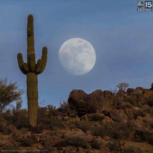 Meet your Posher, Alma